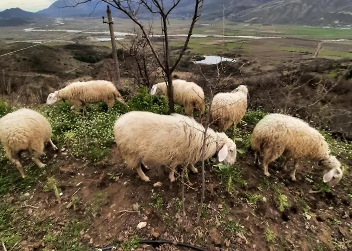 Garufalia Appartement Peshkepi e Poshtme